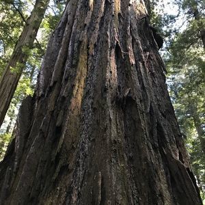 Meet your Posher, Anne